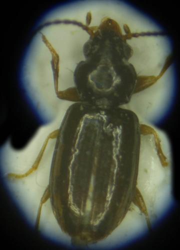 Réf. 195 978 : Tachys bistriatus